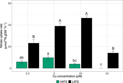 Copper toxicity compromises root acquisition of nitrate in the high affinity range
